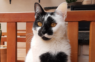 O gato Thor ganhou como o mais bonito do Brasil