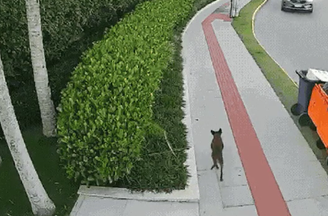 Vídeo mostra cão Orelha caminhando pela vizinhança por volta das 7h do dia 4 de janeiro