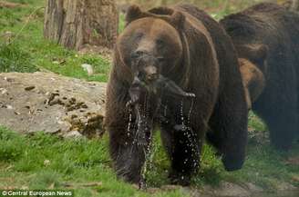 <p>O urso mais velho já havia matado um de seus filhotes por ciúmes da atenção que a mãe dispensava a eles</p>