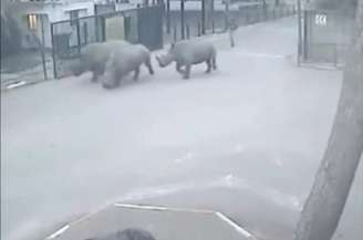 <p>Os animais conseguiram chegar ao estacionamento do zoológico</p>