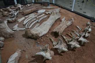 A nova descoberta comprovou que se trata de uma espécie de titanossauro até agora inédita na paleontologia brasileira.