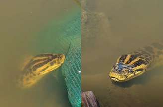 'Joaninha' foi encontrada em Corumbá (MS)