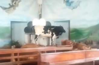 Boi é encontrado em altar de igreja em Taquari, RS