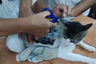 Animal foi capturado no presídio de Pococí, na Costa Rica