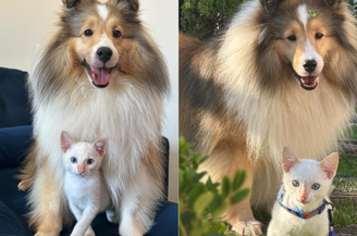 Castanha se apaixonou pelo gato à primeira vista