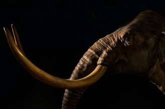 Fotografia de um mamute das estepes em exposição no Museu Australiano, em Sydney: associação da atividade humana com a extinção dos mamutes-lanosos tornou estes animais símbolos do impacto da Humanidade no ambiente do planeta (Unsplash/April Pethybridge), CC BY