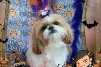 A cadela Babi era cuidada tanto por sua tutora, Nathália Garnica, quanto pela acusada, Elizabete Arrabaça