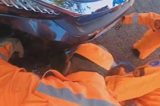 Animal foi encontrado vivo no para-choque