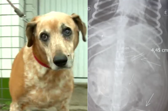 Cadela engole salsicha com agulhas deixada em calçada no litoral de SP