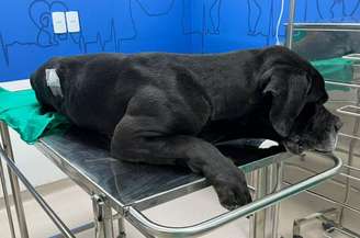 Scooby ficou com bala alojada na região da lombra e precisou ser operado