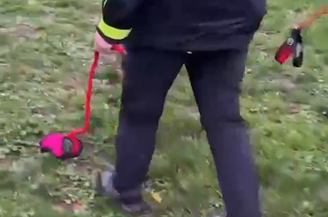 Hobby dogging vira tendência na Alemanha