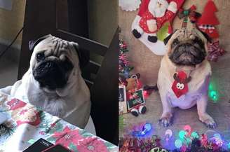 Bucky estava na família há seis anos