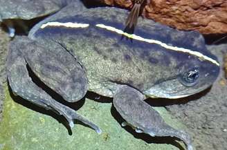 Uma espécie de sapo nativa das florestas chilenas (Alsodes vittatu), foi redescoberta após mais de 132 anos sem registros.