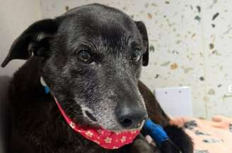 Pretinha foi resgatada e estava internada para tratamento veterinário