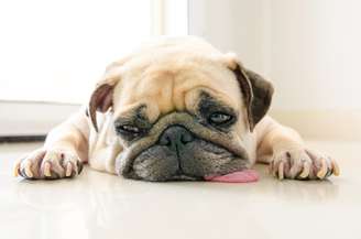 Dormir próximo ao tutor é um comportamento comum entre os cães e desperta diferentes interpretações