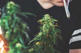 Uso combinado de cannabis e tabaco pode aumentar o risco de psicose