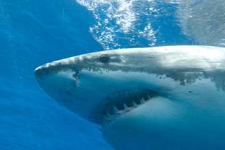 As chances de ser atacado por um tubarão são relativamente raras, mas podem aumentar em alguns lugares