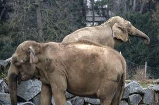Os elefantes Baby e Nepal em zoológico na França em dezembro de 2012