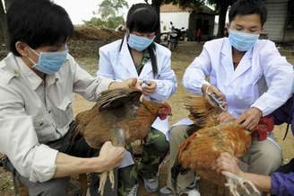 Equipe técnica do centro de controle e prevenção a doença animal injetam vacina da gripe aviária H5N1 em galinhas, no distrito de Shangsi, na região autônoma de Guangxi Zhuang. A China disse que mobilizou recursos em todo o país para combater uma nova cepa de gripe aviária H7N9. Um total de 11 pessoas na China foram confirmadas terem contraído H7N9, todas no leste do país. 3/04/2013.