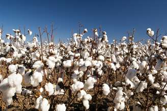 No Brasil, algodão é o cultivo com mais químicos por hectare