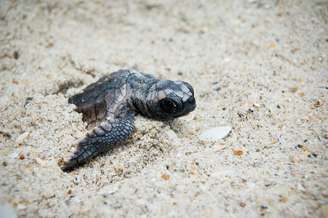 De março a setembro as tartarugas fazem a desova nas praias de Aruba. Os turistas são orientados a não perturbar os animais