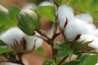  Na última década, o Brasil passou de importador de algodão para exportador. O país é o quinto maior produtor de algodão no mundo e o terceiro maior exportador da cultura 