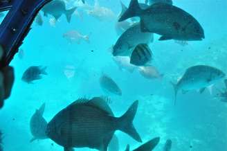 <p>O arquipélago de San Andrés é ideal para mergulhar e avistar as belezas submarinas</p>