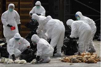 Equipes sanitárias iniciaram nesta terça o abatimento das aves, mortas por sufocamento causado por gás carbônico