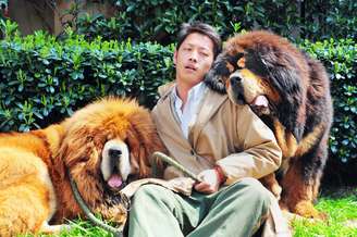 <p>O comprador pagou cerca de 12 milhões de iuanes (US$ 1,9 milhão) pelo mastiff tibetano de pelo dourado (esquerda)</p>