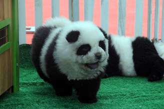 "Cachorro-panda" é novo sucesso em pet shops chineses