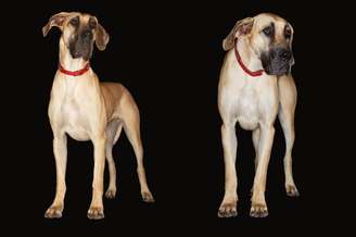 <p>Fila brasileiro</p>