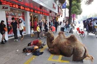 Camelo mutilado foi visto nas ruas de província chinesa