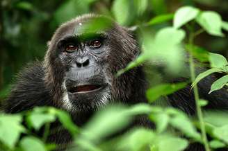 Chimpanzés e gorilas são vítimas do vírus ebola, na África