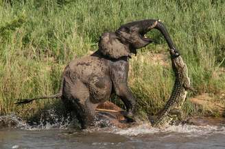 Batalha entre elefante e crocodilo foi flagrada em parque nacional da África do Sul