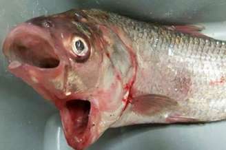 O pescador Garry Warrick achou o animal bizarro no Lago Bonney, sul australiano