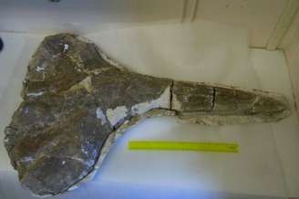 Fóssil de baleia de 17 milhões de ano