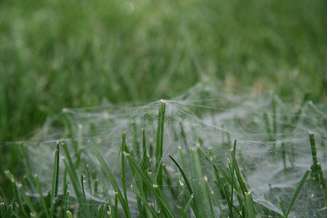 Australianos reclamam sobre “chuva de aranha” de 10 minutos