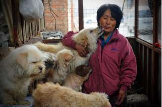 Chinesa salvou cerca de 100 cães