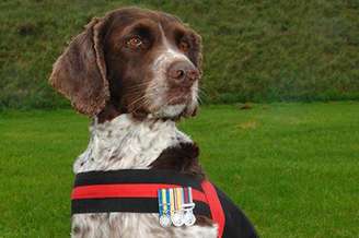 Herói de guerra, Buster, um springer spaniel, morreu aos 13 anos no Reino Unido depois de uma longa batalha contra a artrite