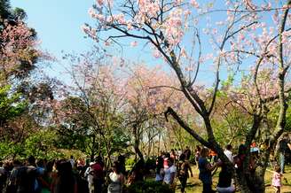 Evento na zona leste de São Paulo comemora a florada da árvore símbolo do Japão