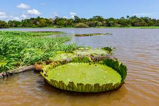 Hurtigruten fará roteiro com passagem pelo Amazonas