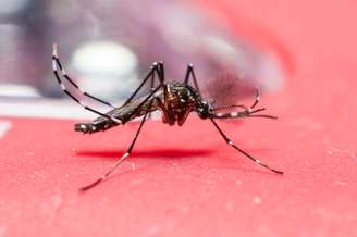 Aedes aegypti é o mosquito transmissor do zika vírus.