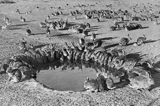 Coelhos na Austrália em 1938: animais foram 'importados' para a caça esportiva, mas se proliferaram descontroladamente