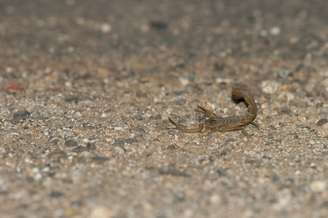 Escorpiões gostam de lugares escuros e úmidos