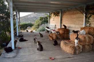 O abrigo God's Little People Cat Rescue, localizado em Syros, na Grécia, abriu uma vaga de emprego para cuidador.
