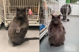 Gato Bruno está acima do peso e ONG de cuidados animais está procurando por um novo tutor para ele.