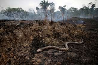 Os rastros da destruição do desmatamento e queimadas