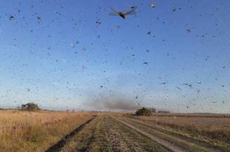 Na segunda-feira, autoridades da Argentina informaram que uma nuvem de gafanhotos levantou voo na província de Corrientes e poderia atravessar a fronteira com o Rio Grande do Sul.