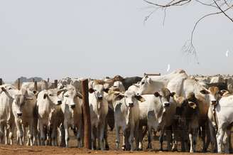 Criação de gado em Mato Grosso 
07/09/2011
REUTERS/Paulo Whitaker