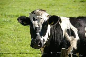 Casos suspeitos de mal da vaca louca receberam diagnóstico da doença de Creutzfeldt-Jakob
